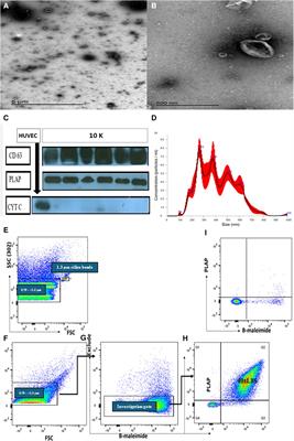 MicroRNA analysis of medium/large placenta extracellular vesicles in normal and preeclampsia pregnancies